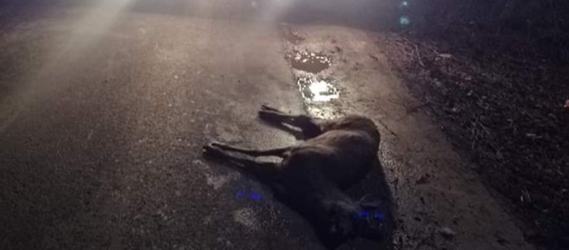 Juliopol: Zderzenie samochodu osobowego z sarną