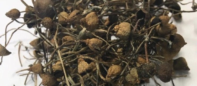 Trzymał w domu ponad 100 grzybków halucynogennych 