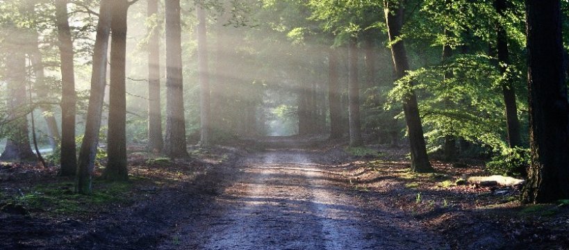 Kampinoski Park Narodowy - zamykają wstęp od 26 marca 