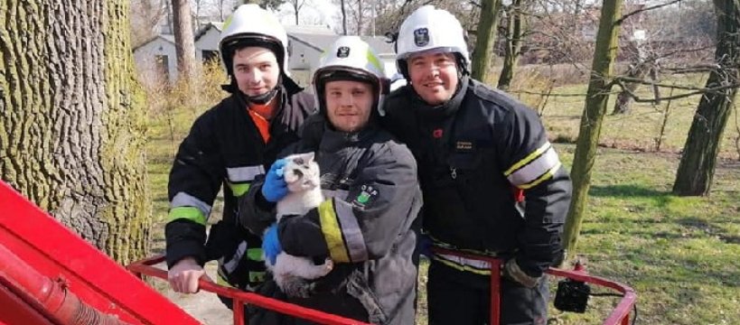Kot utknął na drzewie - z pomocą ruszyli strażacy z OSP w Szymanowie 