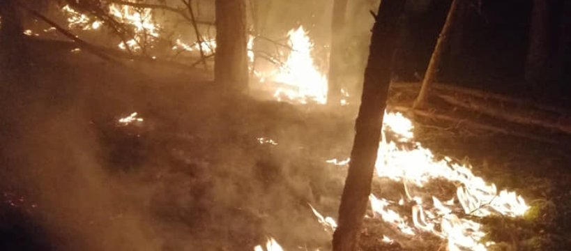 Pożaru lasu w Famułkach Brochowskich 