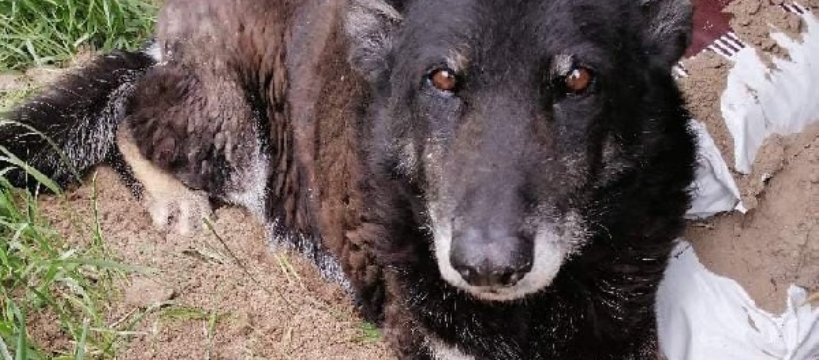 Azorek tylko do piątku? - wolontariusze błagają o kilka dodatkowych dni na adopcje 