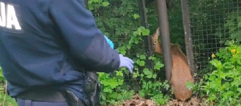 Sochaczewscy policjanci pomogli uwięzionej sarnie 