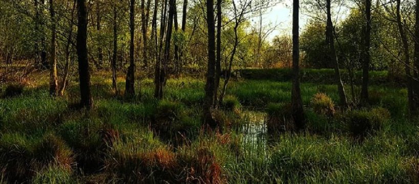 Kampinoski Park Narodowy - szlaki już dostępne 