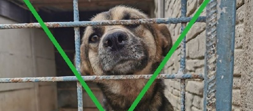 Międzygminne schronisko - Fundacja Judyta poszukuje miejsca do stworzenia miejsca 