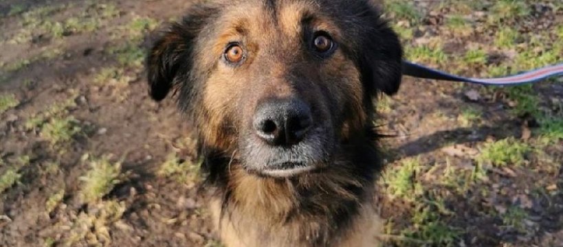 Bezdomne zwierzaki z terenu miasta Sochaczew - gdzie zgłaszać?
