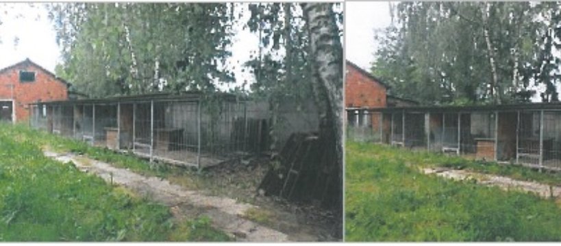 Schronisko Azorek - miasto sprzedaje boksy dla psów 
