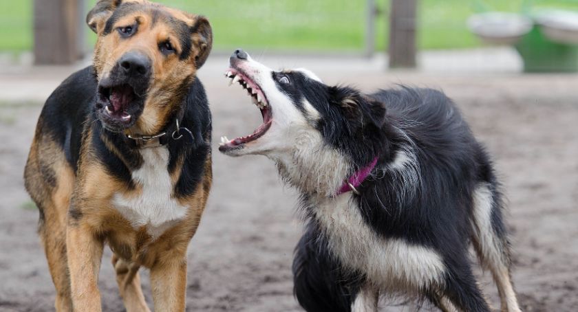 Powiatowy Lekarz Weterynarii w Sochaczewie przypomina 