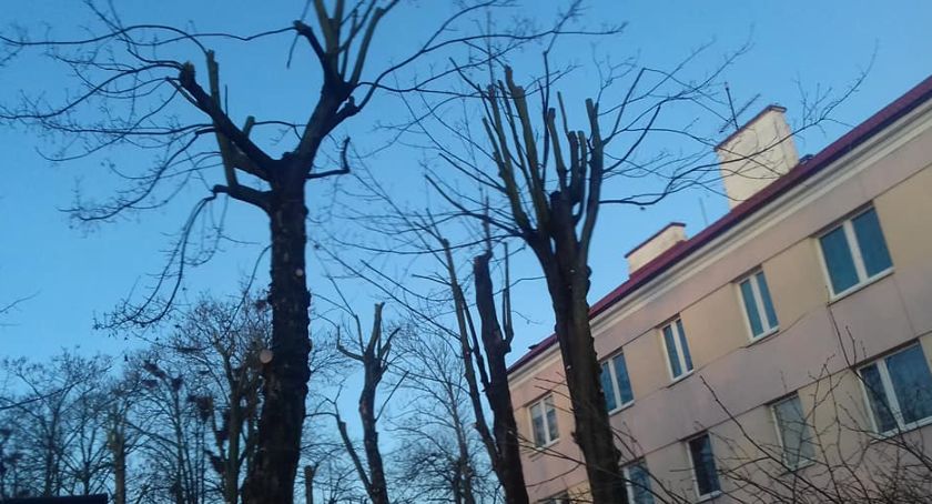 Drzewa w Sochaczewie - trwa sezonowa przycinka 