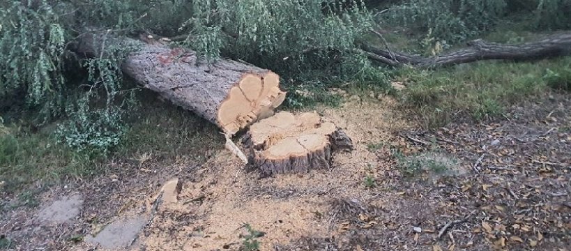 Batalionów Chłopskich - tną drzewa pod chodnik 