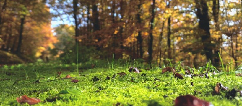 Prywatny las z dotacją z PROW