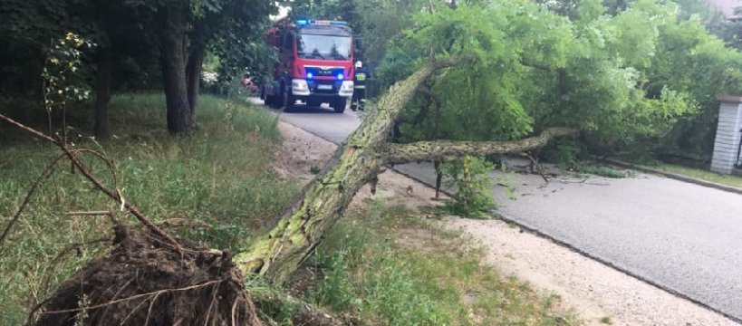 Powalone drzewo zablokowało drogę