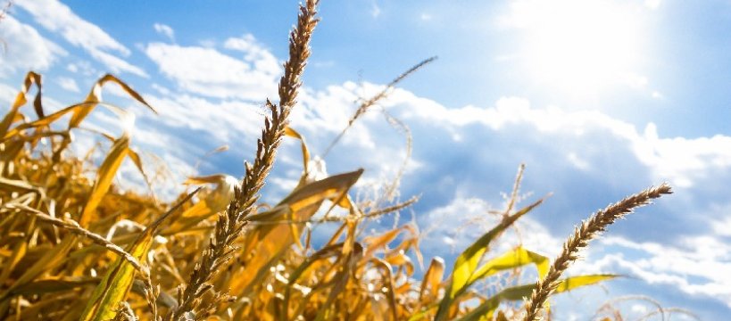 Ostrzeżenie IMGW dla powiatu sochaczewskiego: nadciąga fala upałów