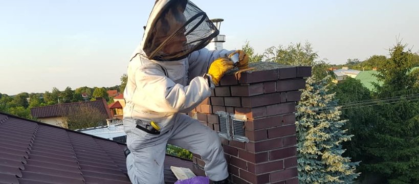 W upały szerszenie i osy bardziej dają się we znaki 