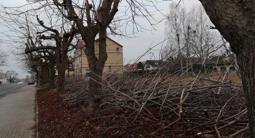Moratorium dla drzew - podpisz petycję przeciw dewastacji zieleni