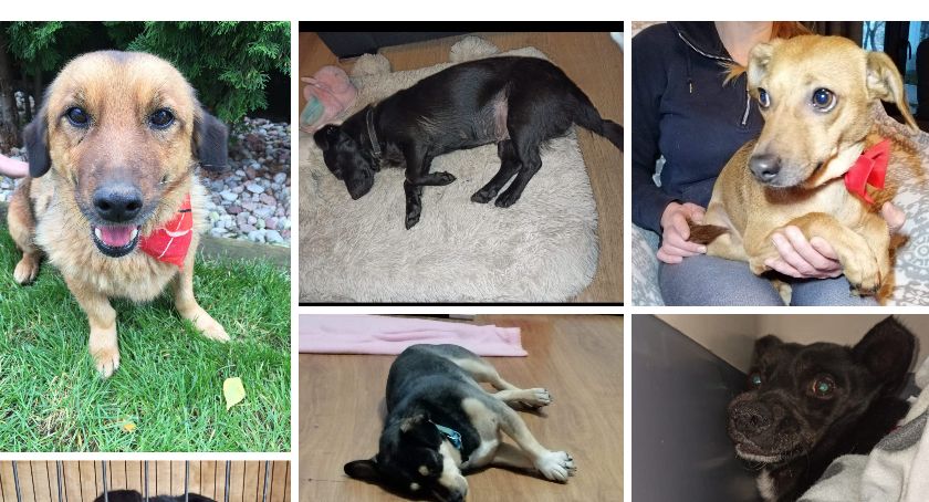 Nie kupuj - adoptuj! Akcja adopcji psów w gminie Młodzieszyn trwa cały rok