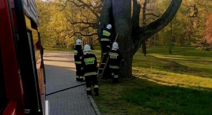 Pożar pomnika przyrody w Teresinie