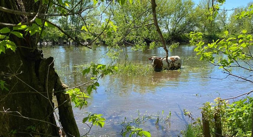 Gmina Brochów - krowa w Bzurze. Potrzebna była pomoc strażaków