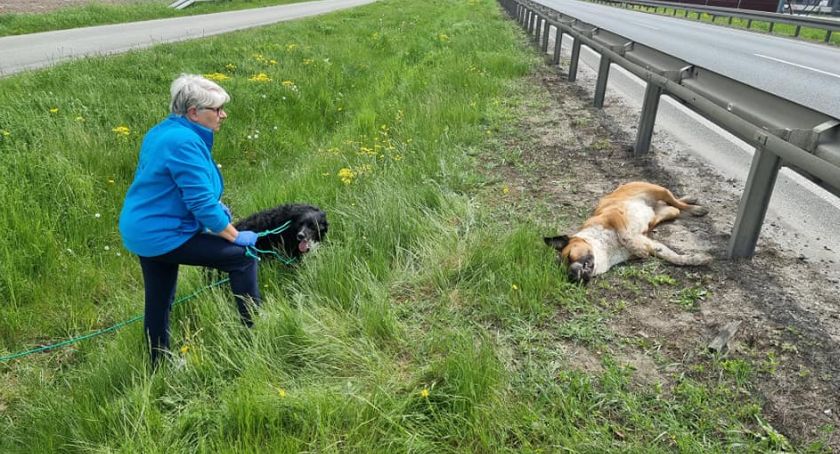 Kolizja z psem na DK50 zakończona śmiercią zwierzęcia. Poszukiwany właściciel 