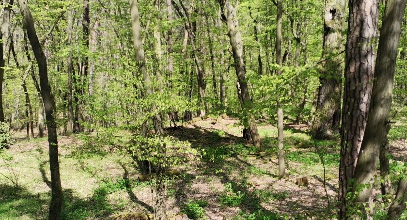 Agencja Restrukturyzacji i Modernizacji Rolnictwa zachęca do sadzenia lasów. Są na to pieniądze