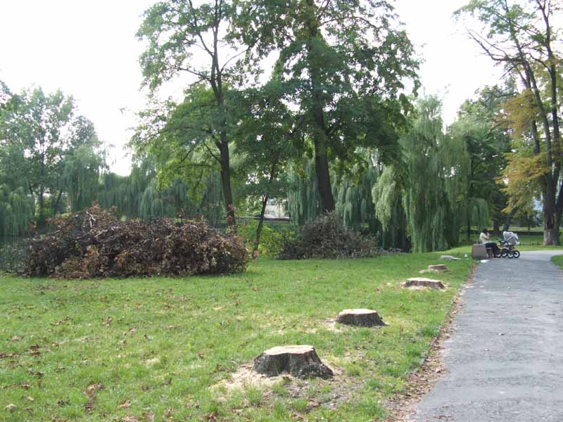 Park się zadrzewi