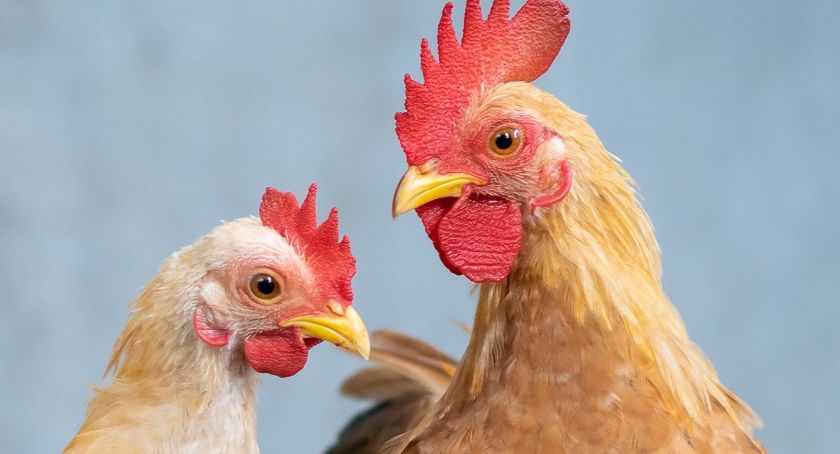 Nowa Sucha – zakaz handlu żywym drobiem na targowisku