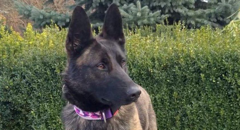 Rita z sochaczewskiej KPP wywąchała pół kilograma narkotyków