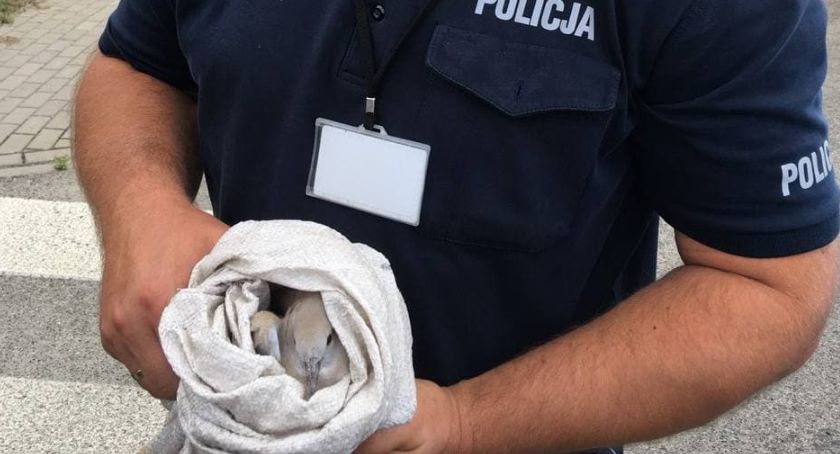 Ruch na DK 92 wstrzymany żeby uratować ptaka 