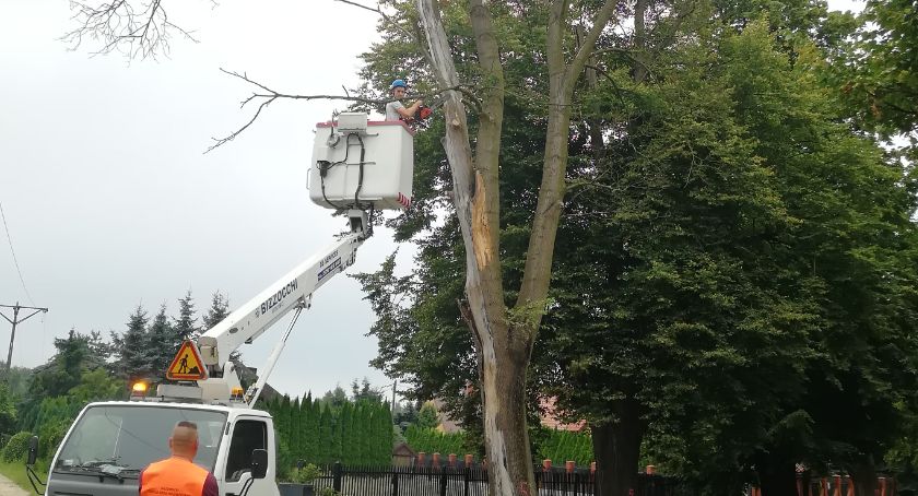Aleja lipowa w Sochaczewie i gminie Sochaczew – wycięto większość martwych drzew