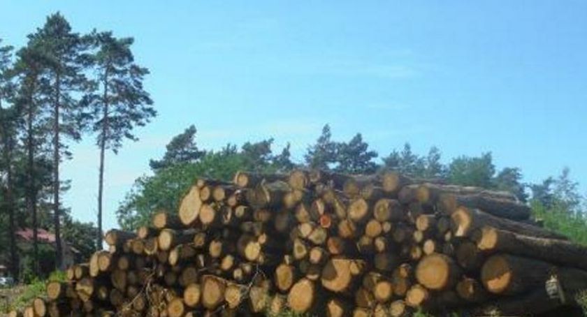 O wycince lasów w Budach Starych i nie tylko, czyli kolejny List do Wujka