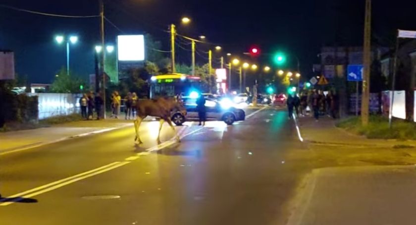 Łoś w centrum Sochaczewa [VIDEO] 