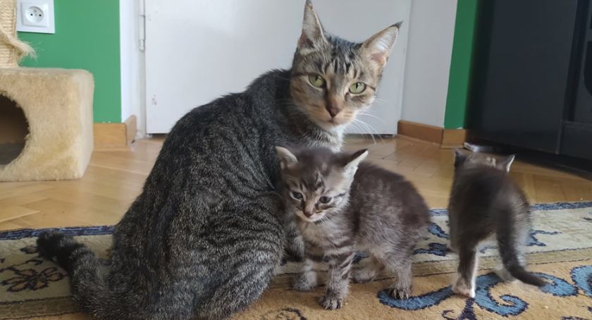 Kociaki do adopcji w Sochaczewie - zobaczcie wideo z życia kociej rodzinki 