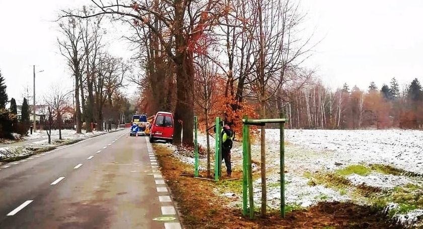 Aleja lipowa w Chodakowie - trwa sadzenie nowych drzew