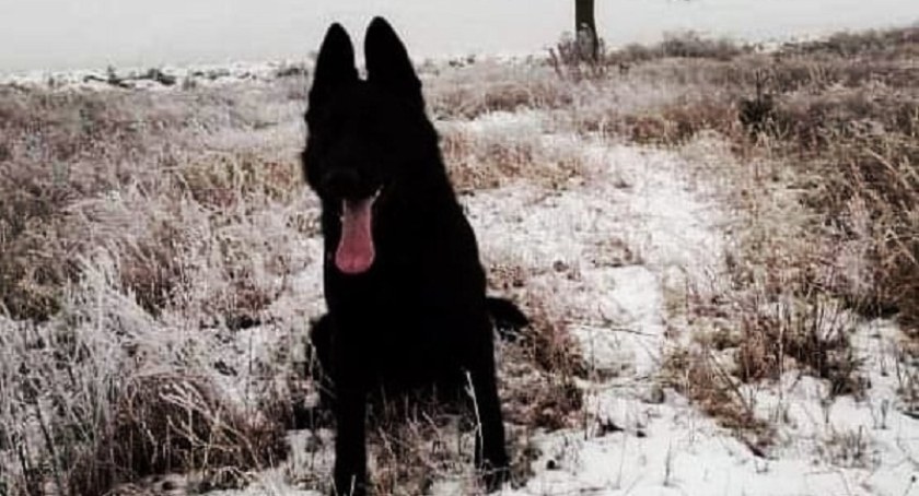Przemocowiec z powiatu sochaczewskiego w areszcie – wytropiła go Ebra
