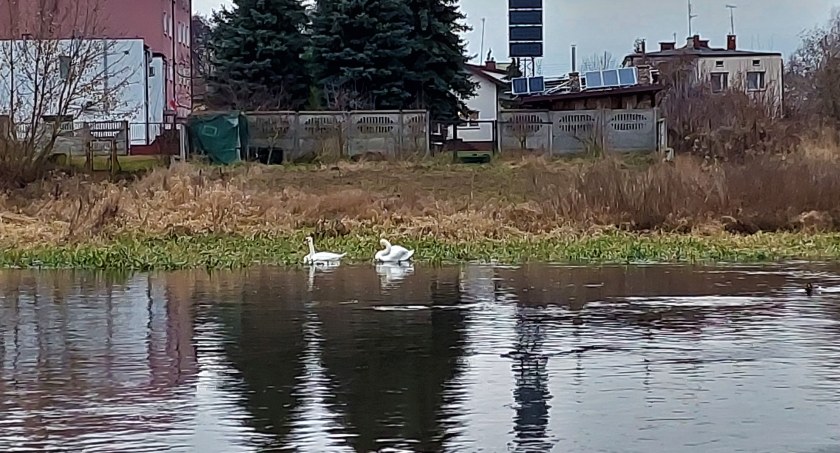 Łabędzie nad Bzurą - noworoczne bulwary z odpadkami dla ptaków 