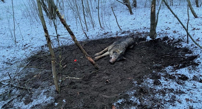 Wilk uwięziony we wnykach - akcja ratunkowa w powiecie sochaczewskim