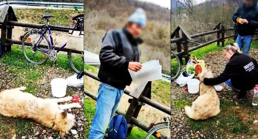 Pies spod Sochaczewa trafił w Bieszczady - historia jak na film [AKTUALZACJA]