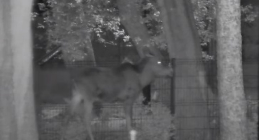 Łosie w Chodakowie [WIDEO]