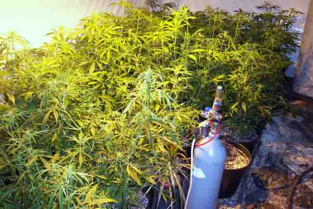 Marihuana na Licealnej