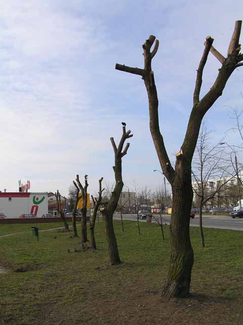 Kikuty na osiedlu Victoria
