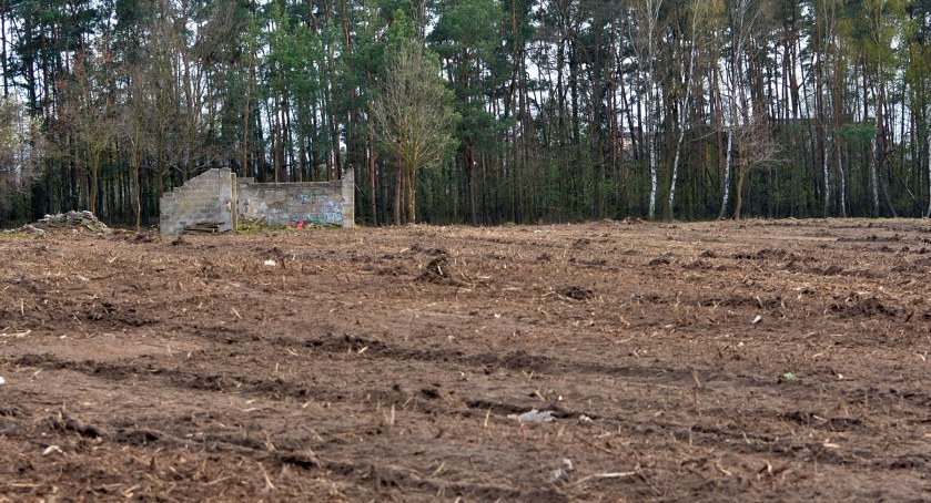 Deforestacja Altanki czyli wycinka trwa