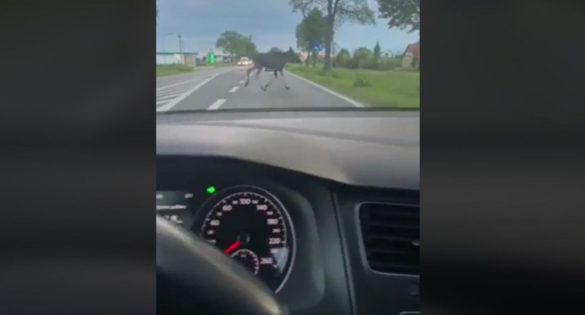 Łosie lubią Sochaczew [WIDEO]