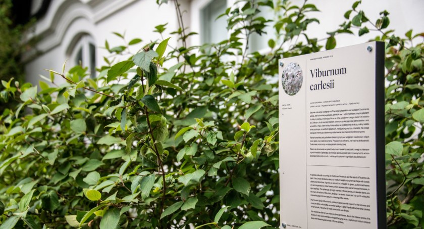 Azjatyckie rośliny w Żelazowej Woli - zaproszenie na spacer dendrologicznym szlakiem