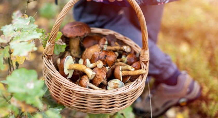 Wójt Damian Jaworski zaprasza na III Wielkie Mazurskie Grzybobranie w Nadleśnictwie Wielbark