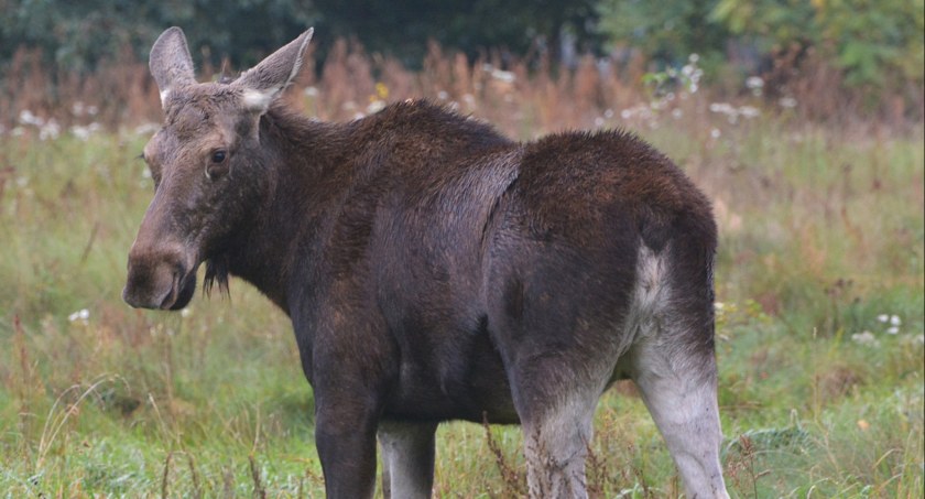 Klempa turystka odwiedziła Altankę