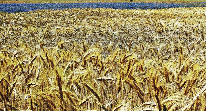 Życiorys , w cieniu , czyli pechowy żywot artysty . Rozdział czwarty. 