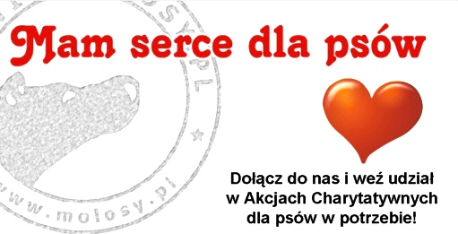 Pół tony karmy dla AZORKA