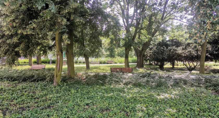 Ptasi problem w sochaczewskich parkach - do akcji ruszyły sokoły