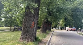 Wytną drzewa w Parku Garbolewskiego 