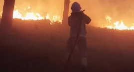 Lasy jak zapałki